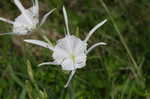 Northern spiderlily